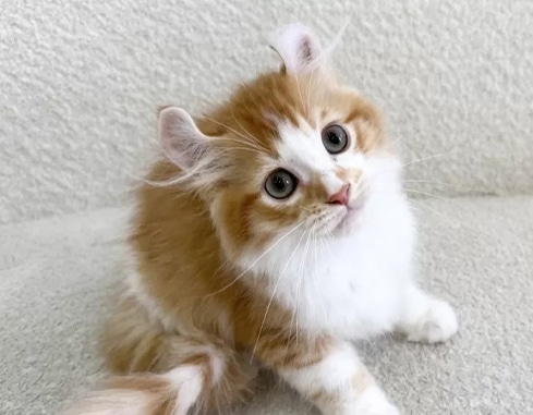 子猫