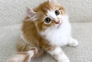 子猫