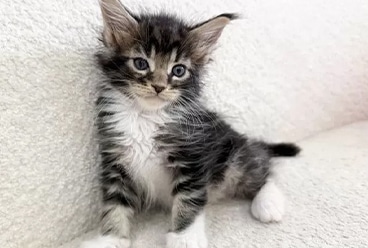 子猫