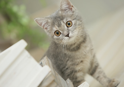 子猫ちゃんを予約