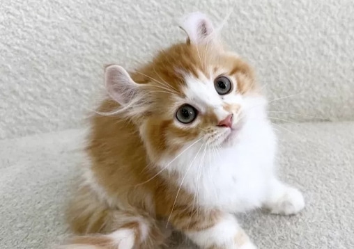 猫舎へ訪問