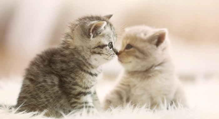 子猫