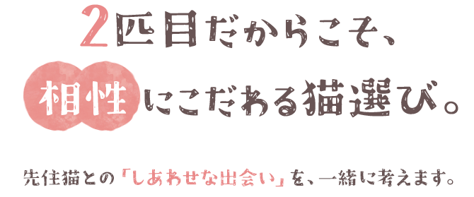 2匹目だからこそ、「相性」にこだわる猫選び。先住猫との「しあわせな出会い」を、一緒に考えます。
