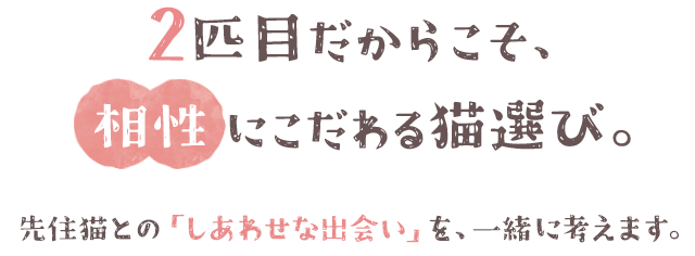 2匹目だからこそ、「相性」にこだわる猫選び。先住猫との「しあわせな出会い」を、一緒に考えます。